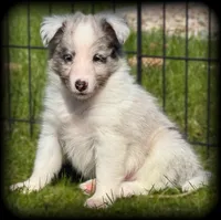 Blue Merle Boy, a male Shetland Sheepdog for sale in Clintonville, WI – Photo 5 of 9