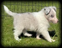 Blue Merle Boy, a male Shetland Sheepdog for sale in Clintonville, WI – Photo 6 of 9