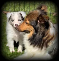 Blue Merle Boy, a male Shetland Sheepdog for sale in Clintonville, WI – Photo 2 of 9