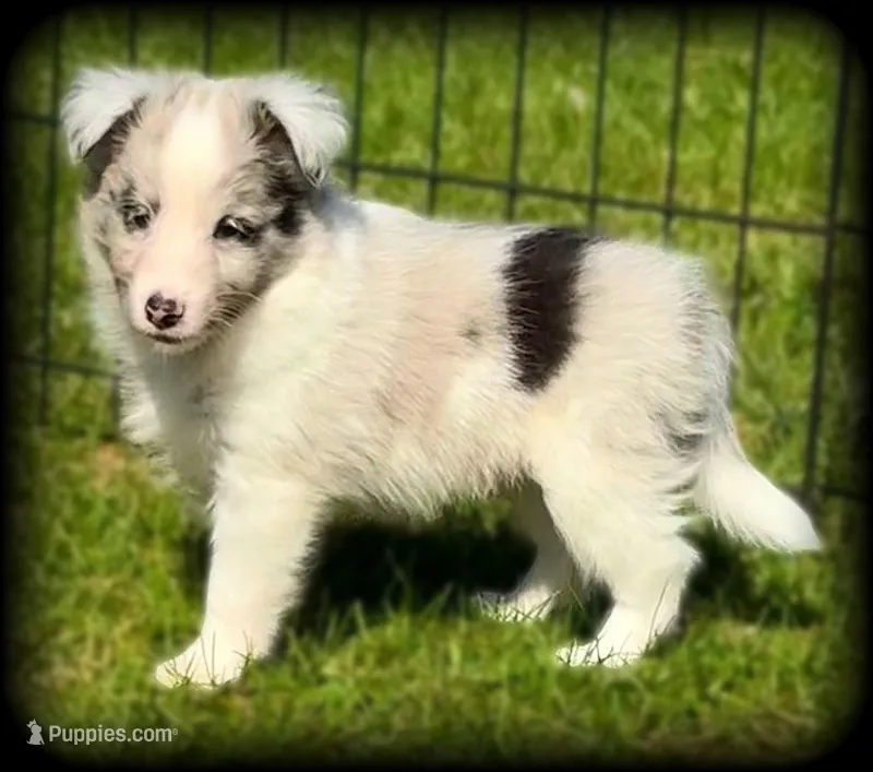 Blue Merle Boy – Shetland Sheepdog puppy for sale in Clintonville, WI