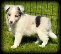 Blue Merle Boy, a male Shetland Sheepdog for sale in Clintonville, WI – Photo 1 of 9