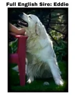 Priyah Beautiful Boy A, a male English Cream Golden Retriever for sale in Clintonville, WI – Photo 7 of 9