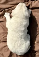 Priyah Beautiful Boy A, a male English Cream Golden Retriever for sale in Clintonville, WI – Photo 2 of 9