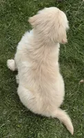 Beautiful Girl - ready now ❤️, a female English Cream Golden Retriever for sale in Clintonville, WI – 6 of 10