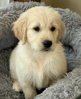 Beautiful Girl (3/4 English ~ 1/4 American), a female Golden Retriever for sale in Clintonville, WI – 5 of 10