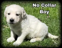 Light Boy - genetic clearances❣️, a male English Cream Golden Retriever for sale in Clintonville, WI – Photo 1 of 10