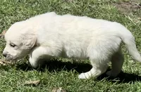 Light Boy - genetic clearances❣️, a male English Cream Golden Retriever for sale in Clintonville, WI – Photo 5 of 10