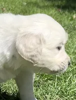Light Boy - genetic clearances❣️, a male English Cream Golden Retriever for sale in Clintonville, WI – Photo 3 of 10