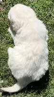 Light Boy - genetic clearances❣️, a male English Cream Golden Retriever for sale in Clintonville, WI – Photo 6 of 10