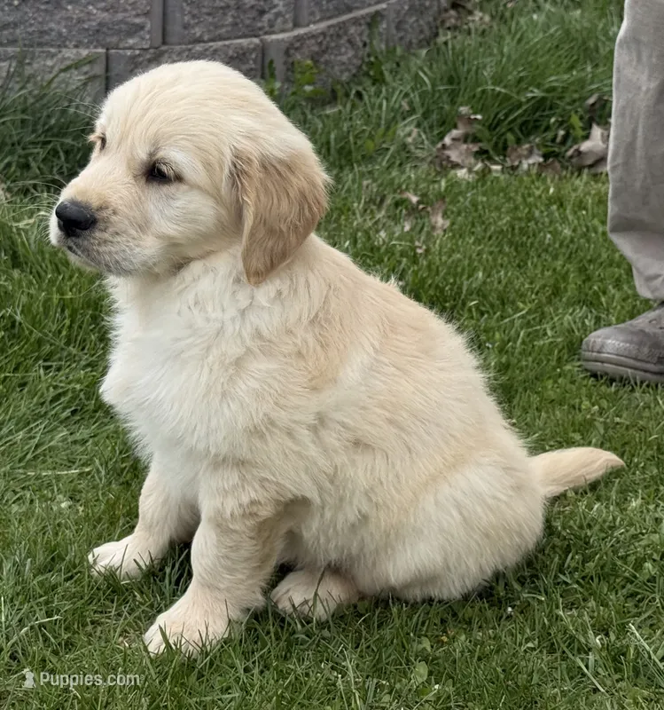 Beautiful Girl - ready now ❤️ – English Cream Golden Retriever puppy for sale in Clintonville, WI