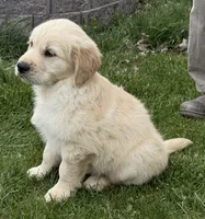 Beautiful Girl - ready now ❤️, a female English Cream Golden Retriever for sale in Clintonville, WI – 1 of 10