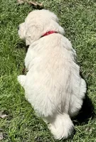 Rayne Boy ~ RED  - genetic clearances❣️, a male Golden Retriever and English Cream Golden Retriever for sale in Clintonville, WI – Photo 5 of 9