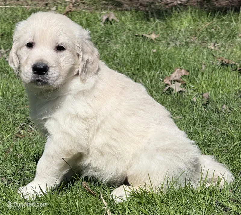 Rayne Boy ~ RED  - genetic clearances❣️ – Golden Retriever, English Cream Golden Retriever puppy for sale in Clintonville, WI