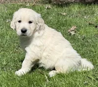 Rayne Boy ~ RED  - genetic clearances❣️, a male Golden Retriever and English Cream Golden Retriever for sale in Clintonville, WI – Photo 2 of 9