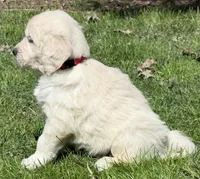 Rayne Boy ~ RED  - genetic clearances❣️, a male Golden Retriever and English Cream Golden Retriever for sale in Clintonville, WI – Photo 4 of 9