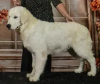 Rayne Boy ~ RED  - genetic clearances❣️, a male Golden Retriever and English Cream Golden Retriever for sale in Clintonville, WI – Photo 6 of 9