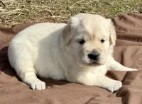 Priyah Beautiful Boy B, a male Golden Retriever for sale in Clintonville, WI – Photo 2 of 10