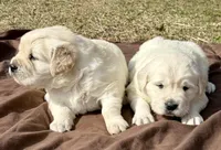 Priyah Beautiful Boy B, a male Golden Retriever for sale in Clintonville, WI – Photo 4 of 10