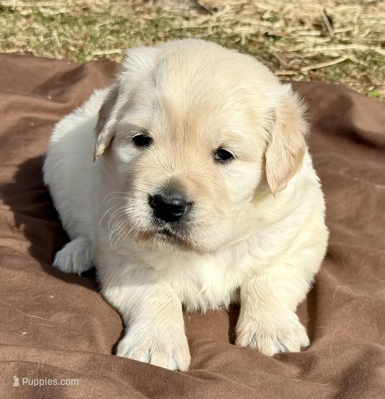 Priyah Beautiful Boy B – Golden Retriever puppy for sale in Clintonville, WI
