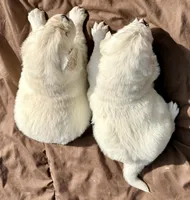 Priyah Beautiful Boy B, a male Golden Retriever for sale in Clintonville, WI – Photo 5 of 10