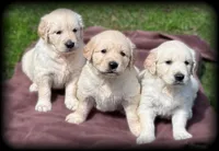 Rayne girl - 3rd choice spot , a female English Cream Golden Retriever for sale in Clintonville, WI – Photo 3 of 6