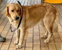 Rayne girl - 3rd choice spot , a female English Cream Golden Retriever for sale in Clintonville, WI – Photo 6 of 6