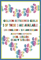 Rayne girl - 3rd choice spot , a female English Cream Golden Retriever for sale in Clintonville, WI – Photo 2 of 6