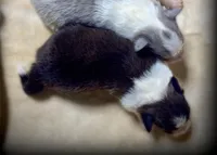 Mahogany Sable Boy, a male Shetland Sheepdog for sale in Clintonville, WI – Photo 2 of 6