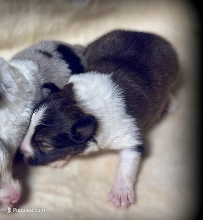 Mahogany Sable Boy – Shetland Sheepdog puppy for sale in Clintonville, WI