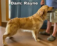 Beautiful Girl - ready now ❤️, a female English Cream Golden Retriever for sale in Clintonville, WI – 10 of 10