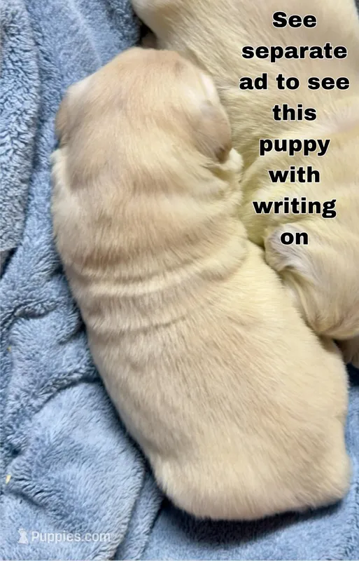 Priyah Boy 1 – English Cream Golden Retriever puppy for sale in Clintonville, WI