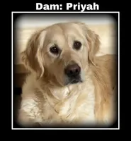 Priyah Boy 1, a male English Cream Golden Retriever for sale in Clintonville, WI – Photo 3 of 7