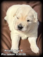 Priyah Boy B, a male Golden Retriever for sale in Clintonville, WI – Photo 1 of 8