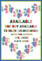 Priyah Boy 2, a male Golden Retriever for sale in Clintonville, WI – Photo 4 of 7