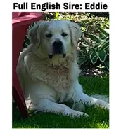 Priyah Boy 2, a male Golden Retriever for sale in Clintonville, WI – Photo 6 of 7