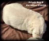 Priyah Boy B, a male Golden Retriever for sale in Clintonville, WI – Photo 2 of 8