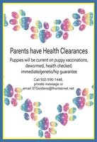 Priyah Boy 2, a male Golden Retriever for sale in Clintonville, WI – Photo 7 of 7