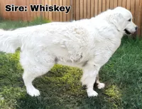 Beautiful Girl - ready now ❤️, a female English Cream Golden Retriever for sale in Clintonville, WI – 8 of 10