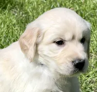 Light blue Boy  - genetic clearances❣️, a male English Cream Golden Retriever for sale in Clintonville, WI – Photo 5 of 10