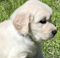 Light blue Boy  - genetic clearances❣️, a male English Cream Golden Retriever for sale in Clintonville, WI – Photo 4 of 10
