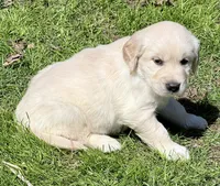 Light blue Boy  - genetic clearances❣️, a male English Cream Golden Retriever for sale in Clintonville, WI – Photo 3 of 10