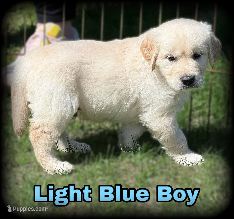 Light blue Boy  - genetic clearances❣️ – English Cream Golden Retriever puppy for sale in Clintonville, WI