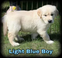 Light blue Boy  - genetic clearances❣️, a male English Cream Golden Retriever for sale in Clintonville, WI – Photo 1 of 10