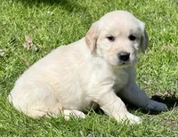 Light blue Boy  - genetic clearances❣️, a male English Cream Golden Retriever for sale in Clintonville, WI – Photo 2 of 10