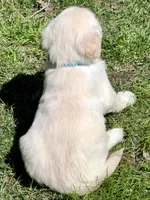 Light blue Boy  - genetic clearances❣️, a male English Cream Golden Retriever for sale in Clintonville, WI – Photo 6 of 10