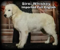 Light blue Boy  - genetic clearances❣️, a male English Cream Golden Retriever for sale in Clintonville, WI – Photo 7 of 10