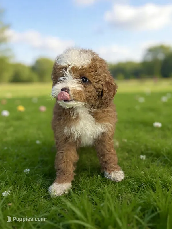 Rosie  – Poodle - Toy  puppy for sale in Phillipsburg, NJ