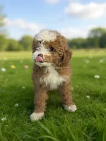 Rosie , a female Poodle - Toy  for sale in Phillipsburg, NJ – Photo 1 of 2