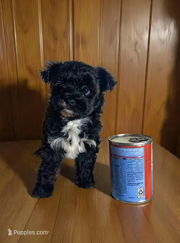 Sapphire – Pomapoo, Poodle - Toy  puppy for sale in Phillipsburg, NJ