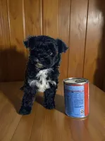 Sapphire, a female Pomapoo and Poodle - Toy  for sale in Phillipsburg, NJ – 1 of 4